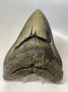 Megalodon Haizahn 5,81 Zoll riesig - echtes Fossil - natürlich - echt 15380 - Bild 1 von 8