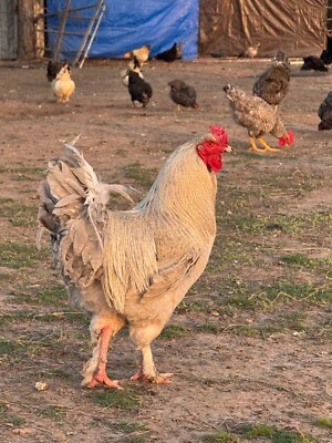 MUSA MEADOWS 24 Chicken Egg ( Rare breeds Mix )