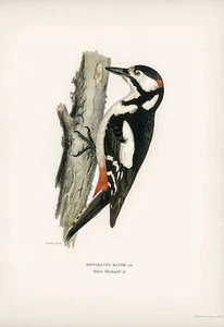 Great Spotted Woodpecker By Von Wright Vintage Bird Print Wall Art Poster  - Picture 1 of 6