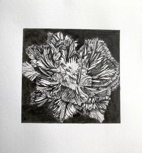 TULIP 1 - PEN DRAWING - ART ORIGINAL - STUDIO ANGELA - Picture 1 of 1
