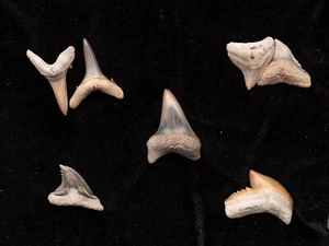 Gift Set of Fossil  Shark Teeth  Aurora, NC  1514 - Picture 1 of 2