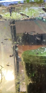 35 Mutt Guppies Baby Fry From Show Mix Strains. Healthy And From Various Strains - Picture 1 of 9