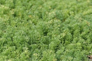 Chamomile - Lawn 3 X 9cm Pots - Picture 1 of 1