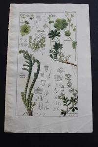 Antiguo botánico, Dietrich, color a mano, 1840, Alemania - Imagen 1 de 1
