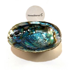 Green Abalone Sea Shell One Side Polished Beach Craft 6" - 7" (1 pc) #JC-018 - Picture 1 of 8