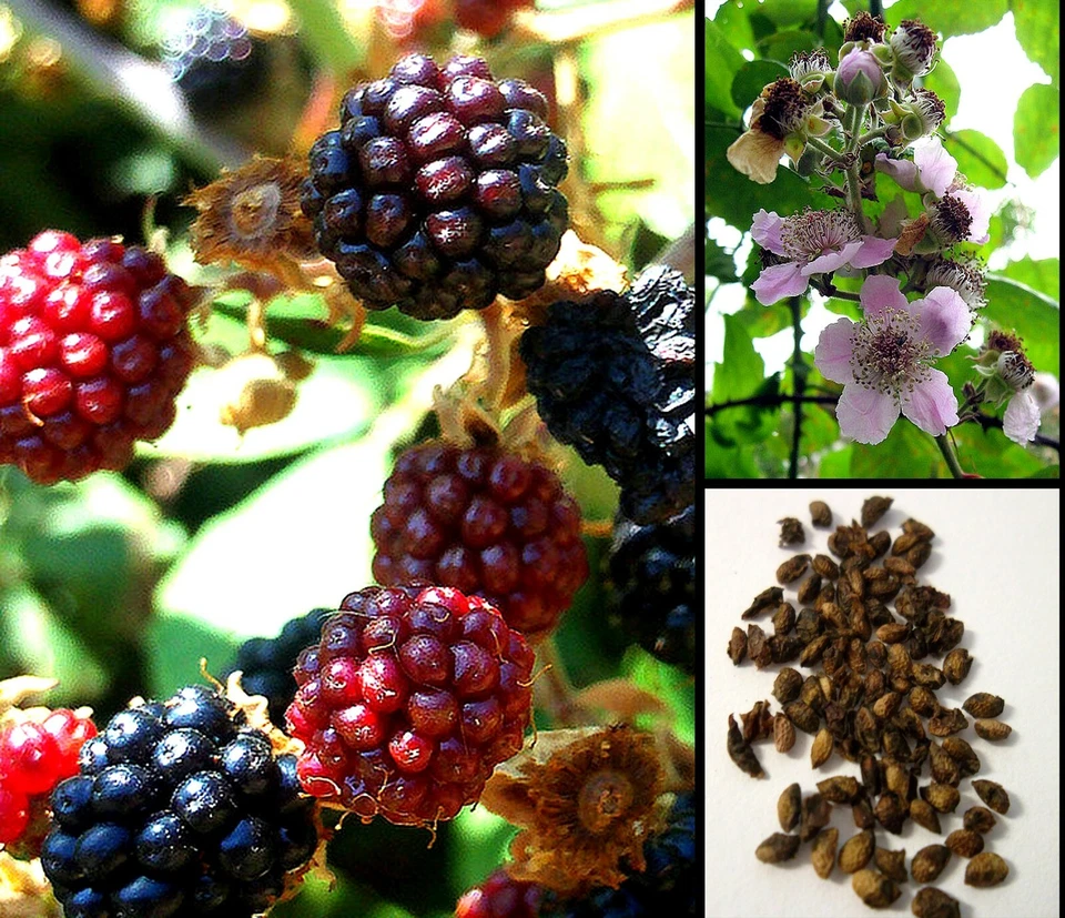 200 Samen Brombeere Rubus Ulmifolius More Rovo Ulmenblatt Brombeer Ronce Barzamora Samen - Bild 1 von 1