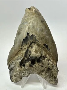 Megalodon Shark Tooth 5.09 inch - Unique - Colorful Fossil - Authentic 17985 - Imagen 1 de 8