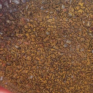 Fossil Gem Dinosaur Bone Slab!  Gem Dino Bone Slab! - Picture 1 of 6