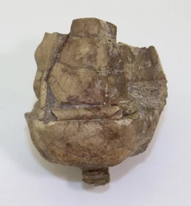 Crinoide, Halocrinites schlotheimii, Devon, Gerolstein, Eifel, Deutschland-L930 - Picture 1 of 10