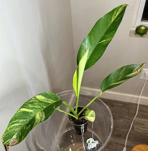 Giganteum Aurea Epipremnum Variegated Rare Rooted Plant a - Picture 1 of 7