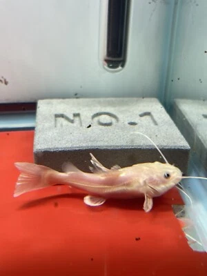 LIVE TROPICAL Fish-Phantom Redtail Catfish (Phractocephalus Hemioliopterus) “3in - Image 1 of 2