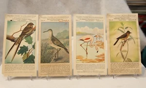Antique Victorian Trade Card Lot BIRDS Argintina "TESORO" Bird food 4 different - Bild 1 von 12