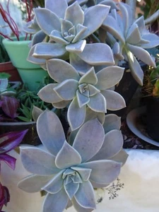 lot succulente et aéonium pourpre===  lire description - Imagen 1 de 24