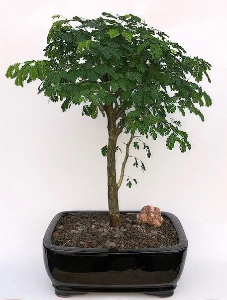Bonsái de árbol de lluvia brasileño planta viva Pithecelobium Tortum 17"" H Foto 1 de 1