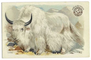 Tarjeta de animales interesantes Yak Arm & Hammer Church & Co #42 c1898 - Imagen 1 de 2