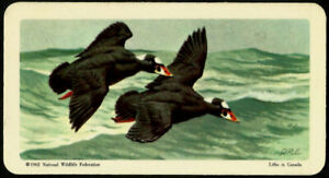 RED ROSE TEA CARD, SERIES 4, BIRDS OF NORTH AMERICA, SURF SCOTER
