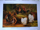 Bantams Sebright Pekin OEG  chicken poultry reproduction print for framing