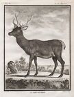 Cerf Chevreuil Corse Chasse Deer Gravure sur Cuivre Engraving Buffon 1780