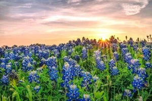 Texas Bluebonnets at Sunset Photo Art Print Poster 24x36 inch - Picture 1 of 1