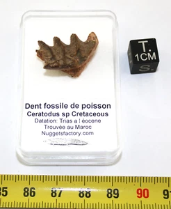 Dent de poisson Ceratodus sp Cretaceous dans une boite ( Maroc - 006 ** ) - Imagen 1 de 8