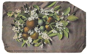 Cartolina d'epoca in lino Florida arance fiori di frutta Tuck's Fruit - Foto 1 di 2