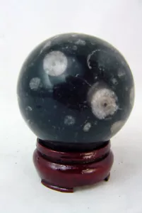 MA Orthoceras Nautiloide Fossile 59mm Sfera con Supporto Intaglio Lapidario 1277R - Foto 1 di 4