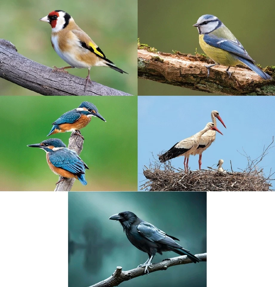 3 D Ansichtskarte Vögel Gartenvögel Postkarte Wackelkarte Hologrammkarte Bild - Bild 1 von 1