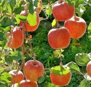 ORGANIC Japanese Fuji Apple SUPER SWEET Non-GMO Fruit Tree BIO 3 SEED High Yield - Picture 1 of 2