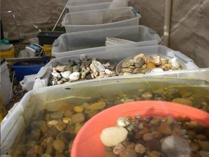 COLLECT ROCKS FOR TUMBLING, CRAFTS, JEWELRY, RESIN, PET ROCKS, FOSSILS, ETC. - Picture 1 of 24