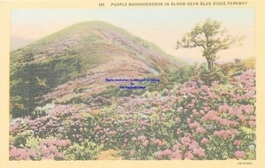De colección Rododendros Craggy Mtns Blue Ridge Pkwy Carolina del Norte Lino PC Sin usar .b - Imagen 1 de 2