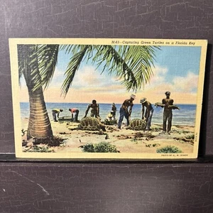 Capturing Green Sea Turtles (Chelonia mybes) Florida FL Linen Postcard 1941 post - Picture 1 of 3