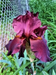 WAR CHIEF Tall Bearded Iris - Perennial - 1 Plant/ Rhizome - Picture 1 of 2