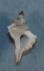 CYMATIUM KOBELTI 17.51mm SUPER CHOICE RARE SPECIMEN Goree', Senegal 1987 - Picture 1 of 2