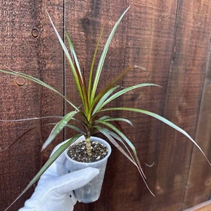 Dracaena Reflexa marginata - Picture 1 of 7