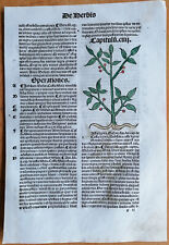 Original Post Inkunabel Hortus Sanitatis Koloriert Kastanie Venedig 1511