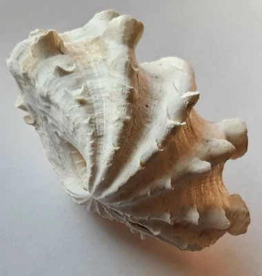 5" Pair Of Tridacna Clam Shells Natural Large Seashells - Image 1 of 4