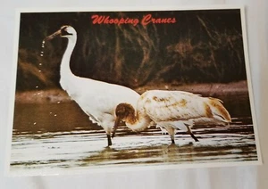 Whooping Crane Postcard south Texas. - Bild 1 von 3