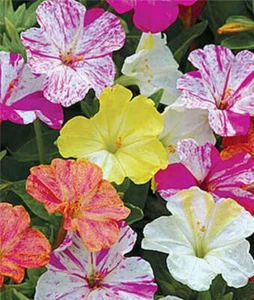 MIRABILIS( jalapa ) 4 OCLOCK MIX 10/30+seeds Fragrant Medicinal Pollinators* - Picture 1 of 6