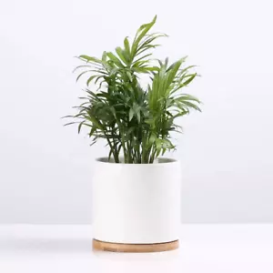 6.5" Indoor Outdoor Modern Nordic Ceramic Flower Pot Planter with Drainage - Picture 1 of 6
