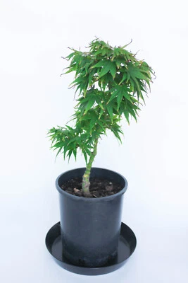 Dwarf Japanese Green Maple 'Mikawa Yatsubusa' Pre-Bonsai Tree - one Gallon - Image 1 of 3