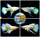 1 TRIO -  Live Aquarium Guppy Fish High Quality - Full Gold Ribbon FinC