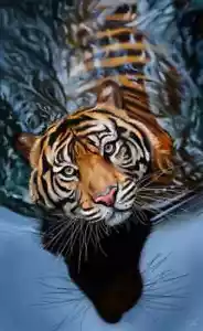 ACEO Kunstkarte Tiger schwimmt im Fluss - Bild 1 von 1