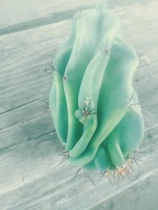 Cereus peruvianus Monstrose 4" - 6" Tall UnRooted Cutting Cactus and Succulent  - Picture 1 of 5
