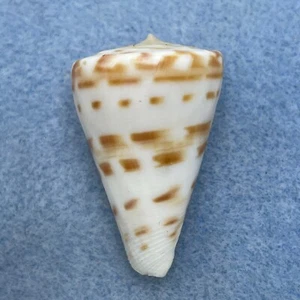 #1 Conus advertex 35.6mm F++ Cape Moreton, Qld, Australia, Trawled 85-90fms - Picture 1 of 3