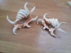 Spider Seashells