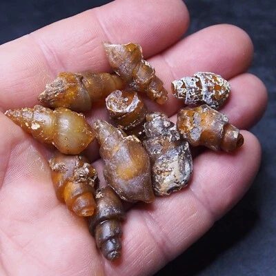 10pcs Gastropod Transparent Fossil Chalcedony mineral Agate Jurassic 29 - Image 1 of 3