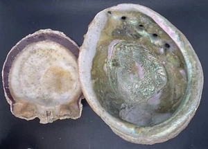 "Concha de abulón grande vintage 8,5"" y concha de ostra púrpura 6""" - Imagen 1 de 22