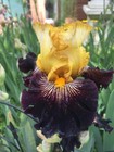 Reckless Abandon Bearded Iris - Blue Buddha Farm - Easy to Grow Perennial