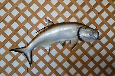 42" Tarpon  Half Mount - Image 1 of 3
