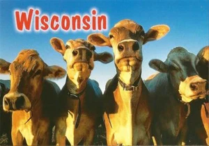 Retrato de grupo de vacas lecheras de Wisconsin como nuevo sin usar - Imagen 1 de 1